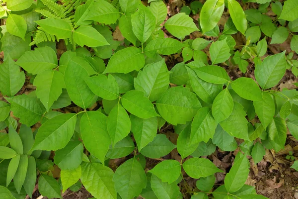 Direkt Ovanför Närbild Patch Poison Ivy Växter Solig Dag Högkvalitativt — Stockfoto