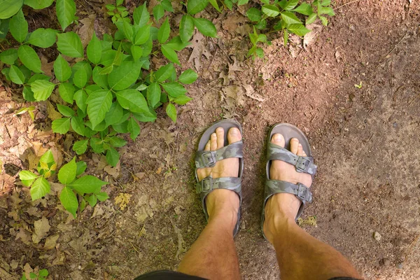 Directly Above POV shot of Mans Feet in Sandals beside a Patch of Poison Ivy Plants on a Sunny Day. High quality photo