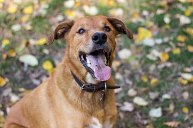 Sonbahar sarı yapraklarında güzel melez köpek portresi