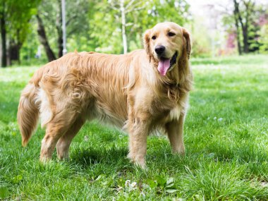 Şehir parkındaki güzel Golden Retriever 'ın portresi