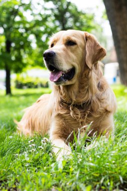 Golden Retriever çimlerin üzerinde yatıyor. Parkta.