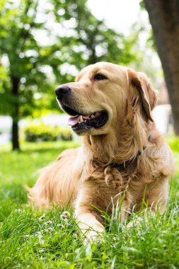 Golden Retriever çimlerin üzerinde yatıyor. Parkta.