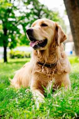 Golden Retriever çimlerin üzerinde yatıyor. Parkta.