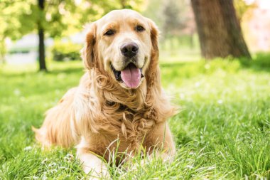 Şehir parkındaki güzel Golden Retriever 'ın portresi