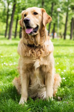 Golden Retriever çimlerin üzerinde yatıyor. Parkta.