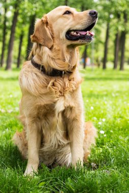 Golden Retriever çimlerin üzerinde yatıyor. Parkta.