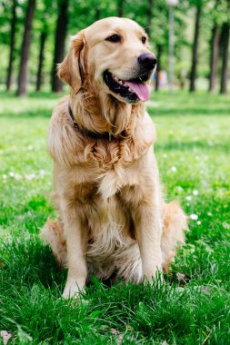 Golden Retriever çimlerin üzerinde yatıyor. Parkta.