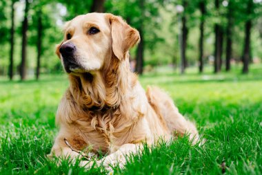 Şehir parkındaki güzel Golden Retriever 'ın portresi