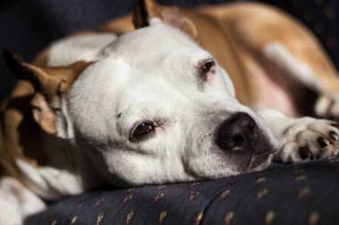Güzel safkan teriyer bir yatakta uyuyor.