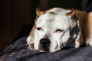 Güzel safkan teriyer bir yatakta uyuyor.