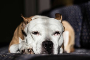Güzel safkan teriyer bir yatakta uyuyor.