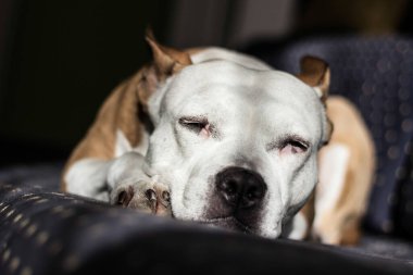 Güzel safkan teriyer bir yatakta uyuyor.