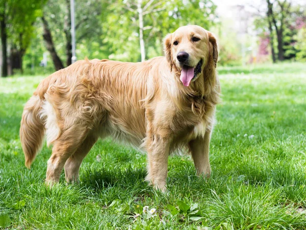 Şehir parkındaki güzel Golden Retriever 'ın portresi
