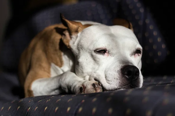 Belo Terrier Puro Sangue Dormindo Uma Cama — Fotografia de Stock