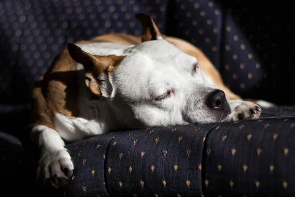 Belo Terrier Puro Sangue Dormindo Uma Cama — Fotografia de Stock