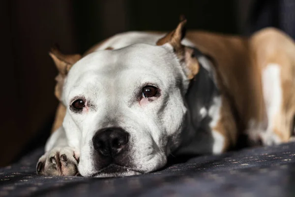Belo Terrier Puro Sangue Dormindo Uma Cama — Fotografia de Stock