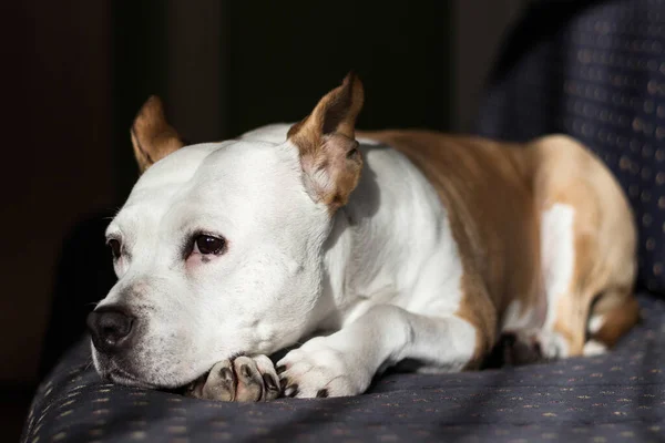 Belo Terrier Puro Sangue Dormindo Uma Cama — Fotografia de Stock