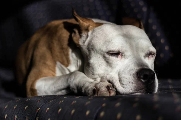 Beautiful Purebred Terrier Sleeping Bed Royalty Free Stock Images