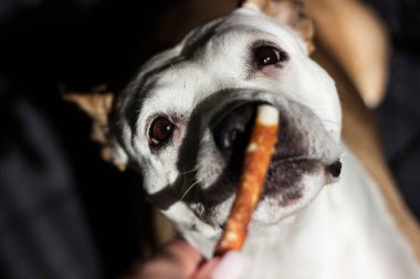 Evcil hayvan sahibi oturma odasında köpeğini besliyor. Köpek ziyafet çekiyor.