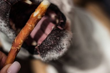 Evcil hayvan sahibi oturma odasında köpeğini besliyor. Köpek ziyafet çekiyor.
