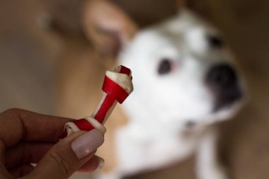 Evcil hayvan sahibi oturma odasında köpeğini besliyor. Köpek ziyafet çekiyor.