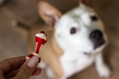 Evcil hayvan sahibi oturma odasında köpeğini besliyor. Köpek ziyafet çekiyor.