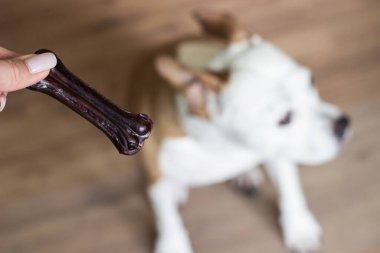 Evcil hayvan sahibi oturma odasında köpeğini besliyor. Köpek ziyafet çekiyor.