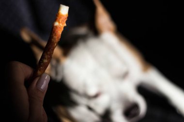 Evcil hayvan sahibi oturma odasında köpeğini besliyor. Köpek ziyafet çekiyor.