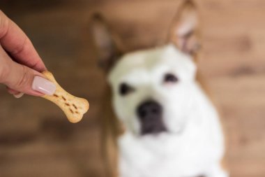 Evcil hayvan sahibi oturma odasında köpeğini besliyor. Köpek ziyafet çekiyor.
