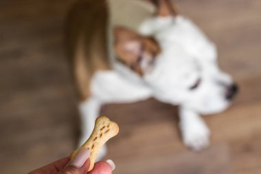 Evcil hayvan sahibi oturma odasında köpeğini besliyor. Köpek ziyafet çekiyor.
