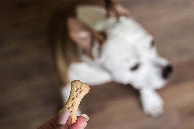 Evcil hayvan sahibi oturma odasında köpeğini besliyor. Köpek ziyafet çekiyor.