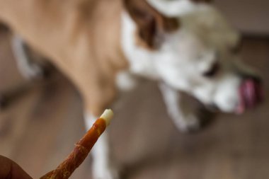 Evcil hayvan sahibi oturma odasında köpeğini besliyor. Köpek ziyafet çekiyor.