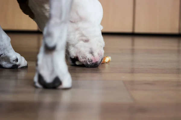 A sweet dog eats a treats. At the home
