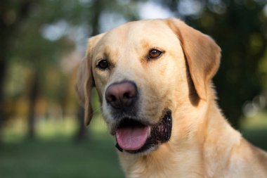 Parkta gülümseyen labrador köpeği oynuyor.