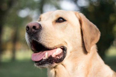 Parkta gülümseyen labrador köpeği oynuyor.