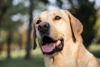 Parkta gülümseyen labrador köpeği oynuyor.