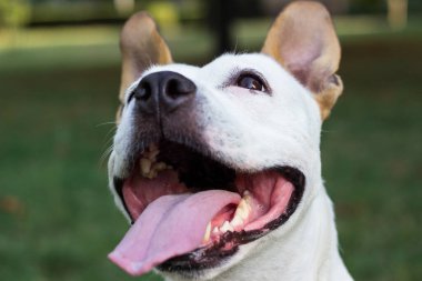 Friendly dog smile, looking at camera. Playing in the public park