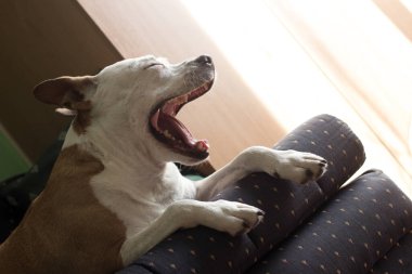 Köpek kanepede uyumaktan yoruldu. Köpek uzun dille esniyor.