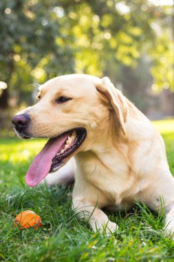 Parktaki güzel Labrador av köpeği, güneşli bir gün.