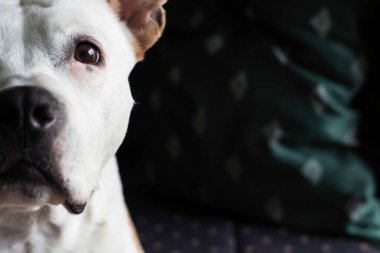 Güzel bir portre köpeği ev ortamından kameraya bakar. Bekliyor, özlüyor, dikkat ediyor, yalnız ve eğitimli.