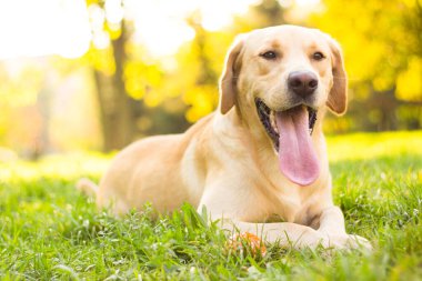 Parktaki güzel Labrador av köpeği, güneşli bir gün.