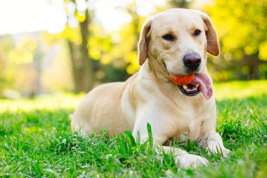 Parktaki güzel Labrador av köpeği, güneşli bir gün.
