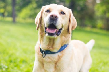 Parkta gülümseyen labrador köpeği oynuyor.