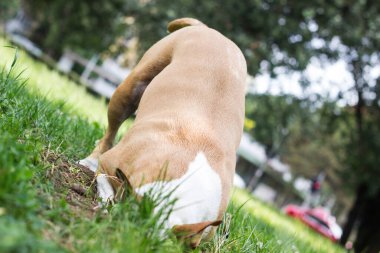 Köpek halka açık parkta bir çukur kazıyor. Oynuyor, sıkılıyor, meraklı köpek.