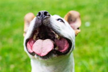 Dost canlısı köpek gülümsemesi, kameraya bakıyor. Halk parkında oynamak