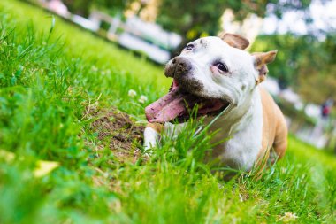 Köpek halka açık parkta bir çukur kazıyor. Oynuyor, sıkılıyor, meraklı köpek.
