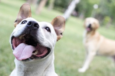Dost canlısı köpek gülümsemesi, kameraya bakıyor. Halk parkında oynamak