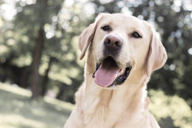 Parkta gülümseyen labrador köpeği oynuyor.