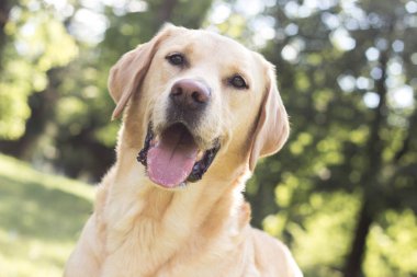 Parktaki güzel Labrador av köpeği, güneşli bir gün.