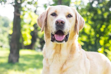 Parkta gülümseyen labrador köpeği oynuyor.